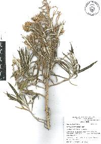 Senecio cinerarioides image