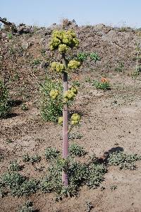 Prionosciadium thapsoides image