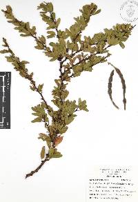 Vachellia bilimekii image