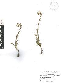 Lithospermum strictum image