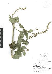 Salvia xalapensis image