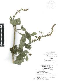 Salvia longispicata image