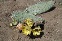 Opuntia streptacantha image