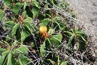 Ferocactus robustus image