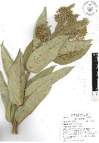 Asclepias notha image