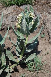 Asclepias notha image