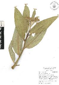 Asclepias notha image