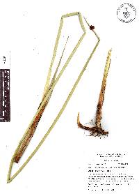 Schoenoplectus americanus image