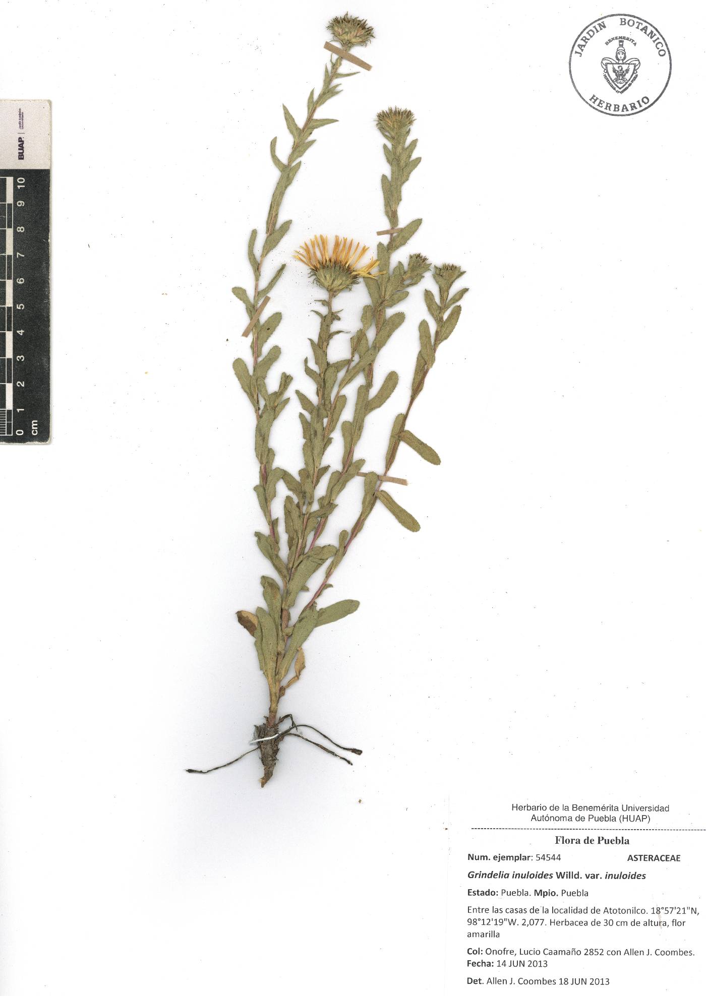 Grindelia inuloides var. inuloides image