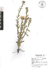 Grindelia inuloides image