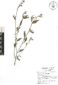 Oenothera rosea image