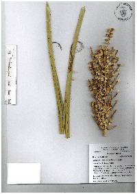 Dasylirion acrotrichum image