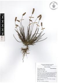 Plantago nivea image