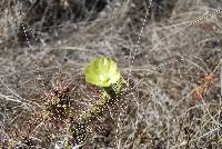 Opuntia pubescens image