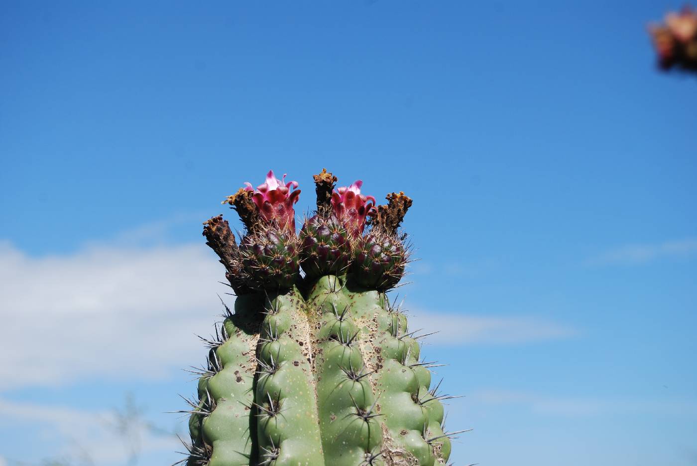 Stenocereus stellatus image