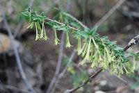 Bouvardia multiflora image