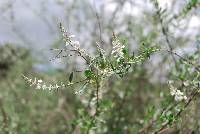 Aloysia gratissima image