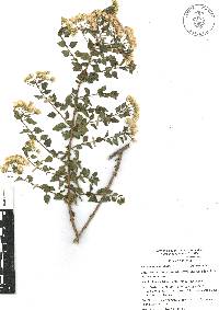 Ageratina espinosarum image