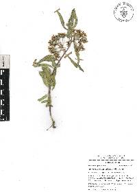 Asclepias oenotheroides image