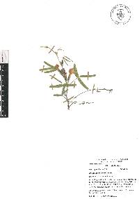 Cologania angustifolia image