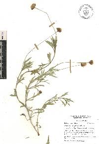 Tridax coronopifolia image