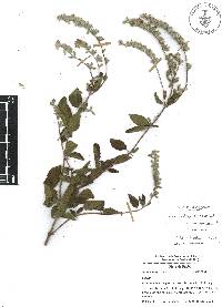 Salvia breviflora image