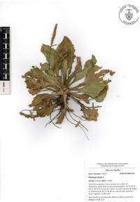 Plantago major image