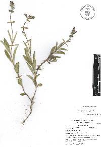 Salvia laevis image