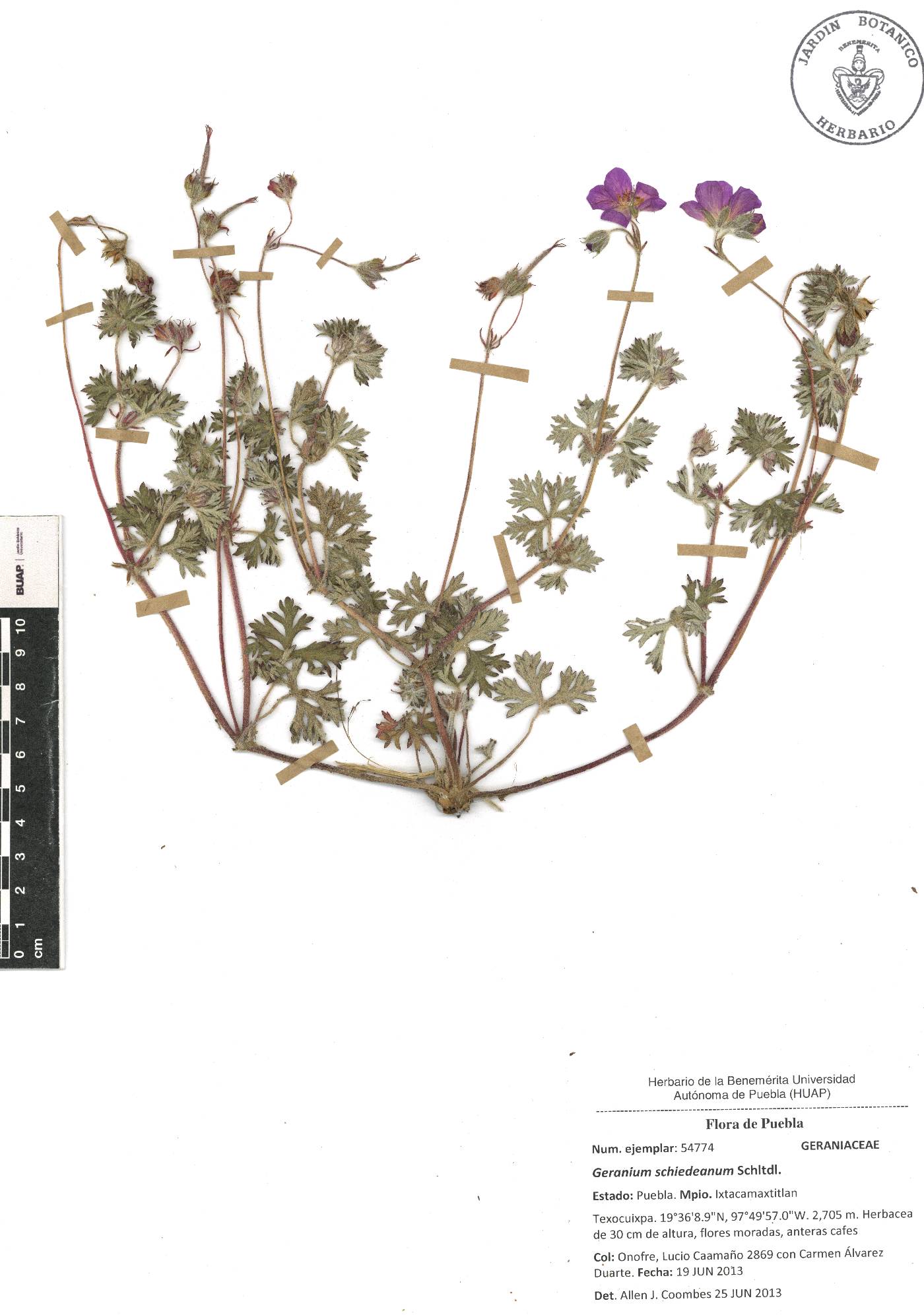 Geranium schiedeanum image