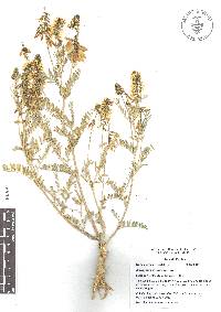 Astragalus strigulosus image