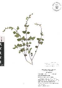 Scutellaria oaxacana image