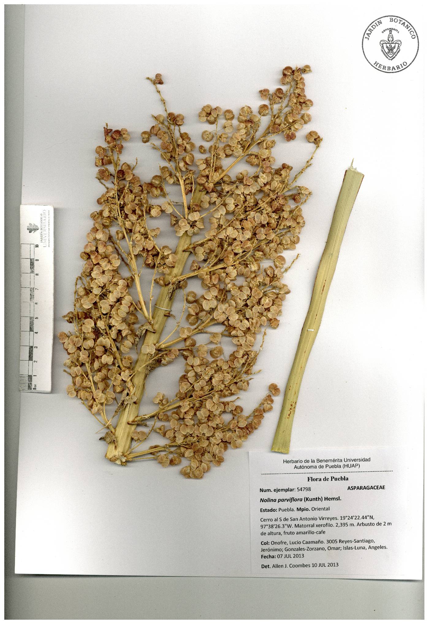 Nolina parviflora image