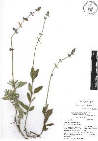 Salvia laevis image