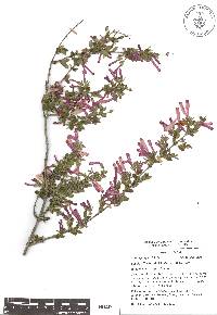 Image of Vesalea floribunda