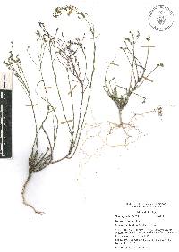 Linum scabrellum image