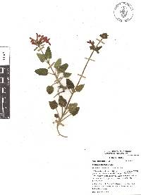 Stachys coccinea image