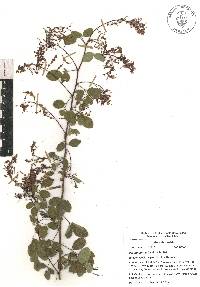 Desmodium orbiculare image