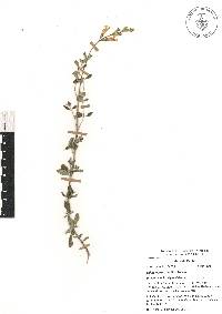 Salvia venturana image