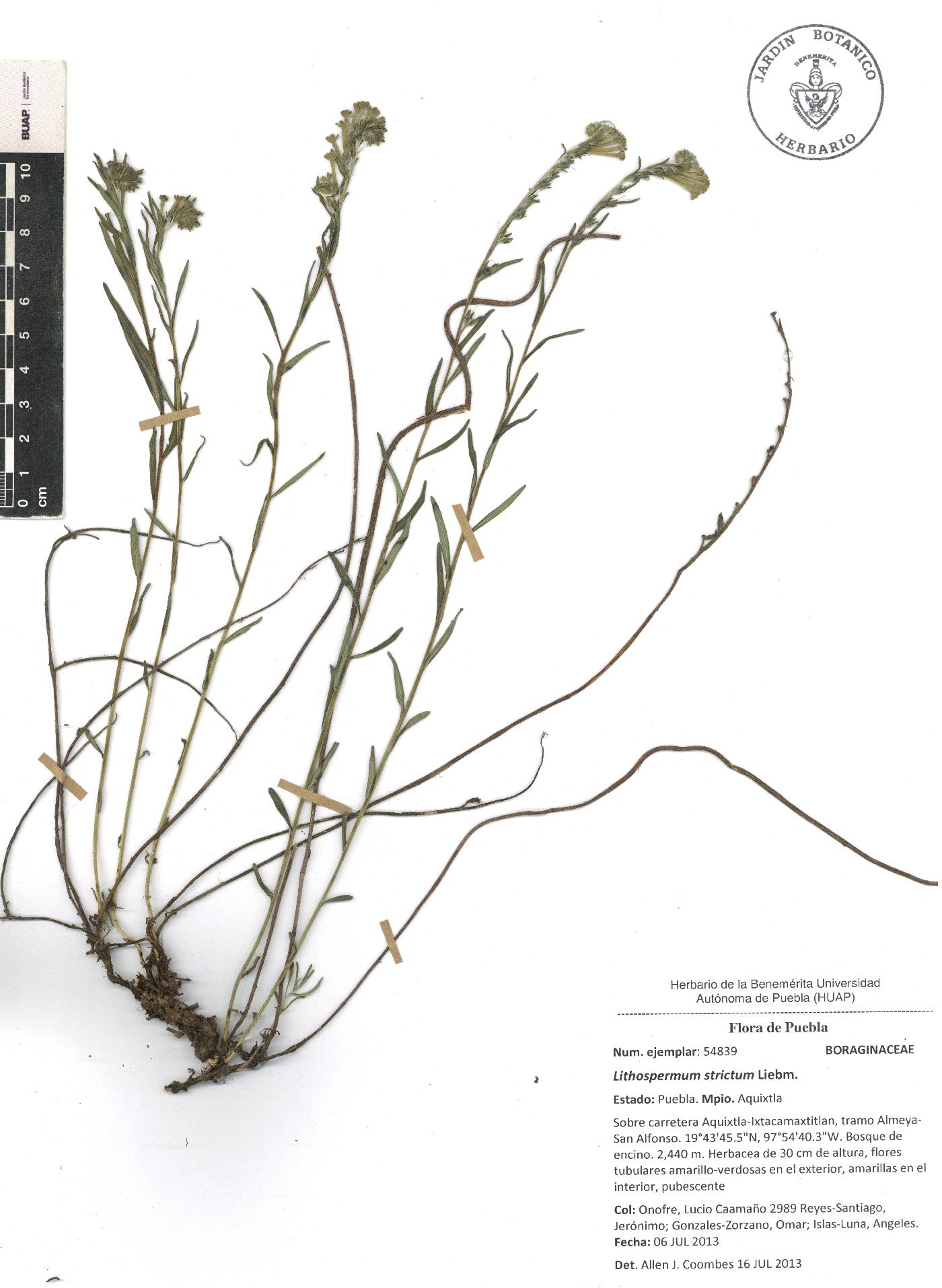 Lithospermum strictum image