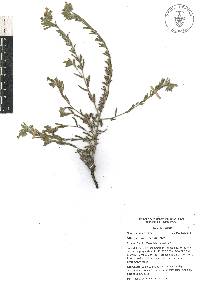 Lithospermum strictum image