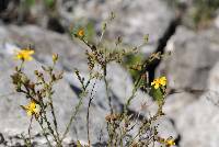 Linum scabrellum image