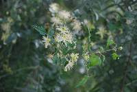 Clematis drummondii image