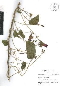 Ipomoea orizabensis image