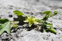 Passiflora suberosa image