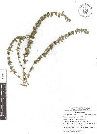 Scopulophila parryi image