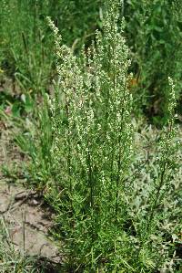 Artemisia ludoviciana subsp. mexicana image