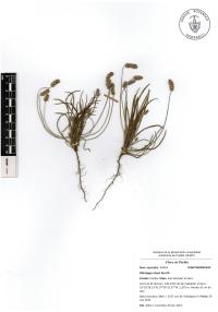 Plantago nivea image