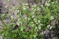 Parthenium bipinnatifidum image