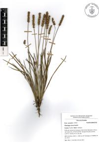 Plantago nivea image