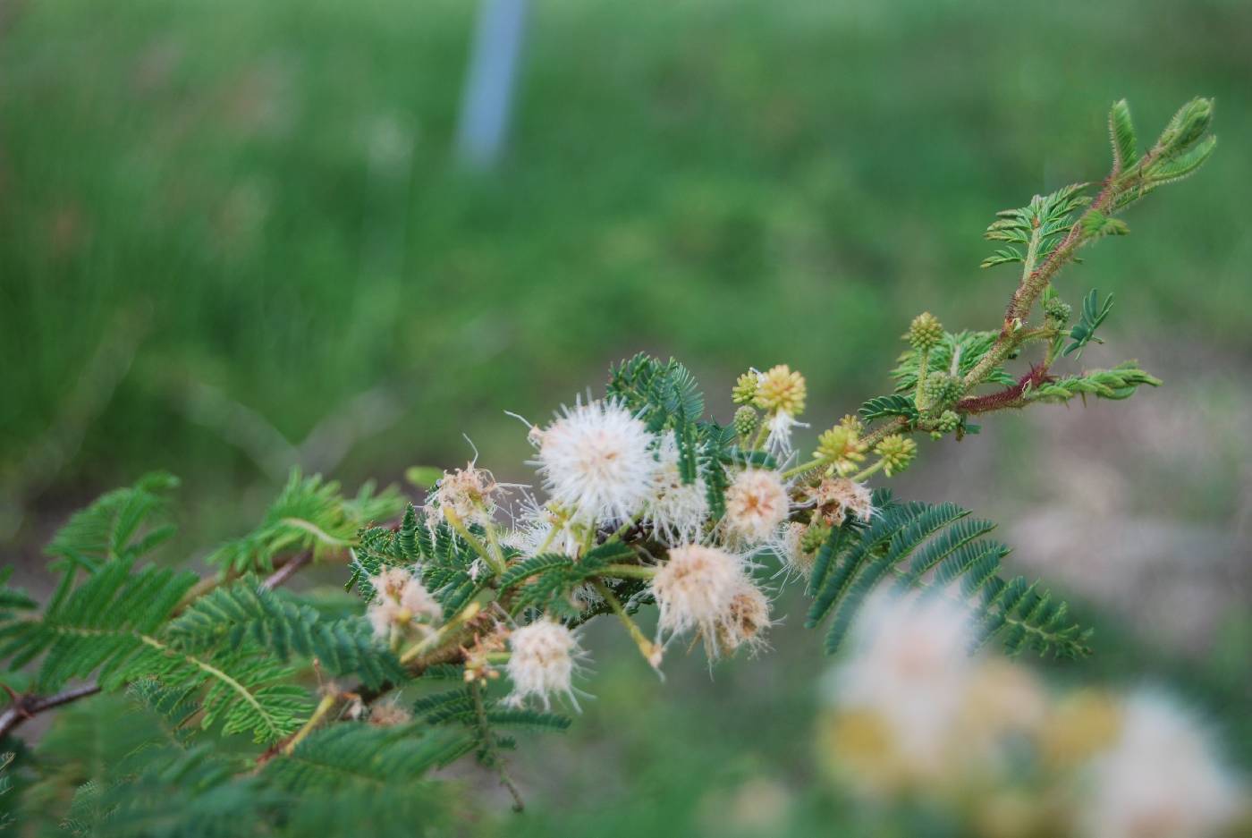 Mimosa galeottii image